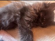 Main Coon Mix babykatzen - Wächtersbach
