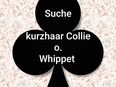 Suche: Kurzhaar Collie o. Whippet in 49808