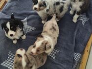 Schöne Mini Aussie Bärchen gesund aufgeweckte und verspielt - Mönchengladbach