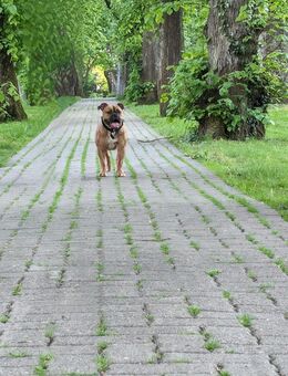 OLD Englisch Bulldogge Dame - Villingen-Schwenningen