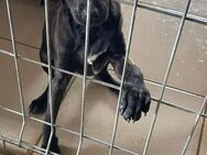 🆘 Notfall Welpe Rosa 🆘 - Eislingen (Fils)