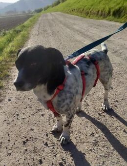 Lennox - der kleine Jagdhund - Willich