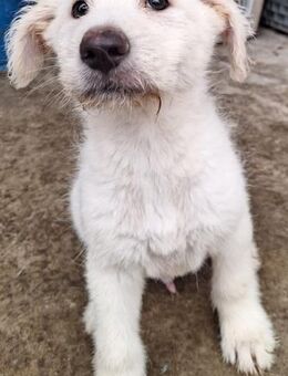 Welpe FRAM sucht ein Zuhause - Weilheim (Oberbayern)