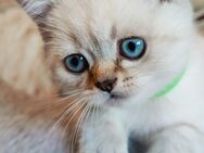 4 BKH Kitten Colourpoint weiß - Völklingen
