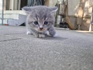 Britische kurzhaar kitten - Salching