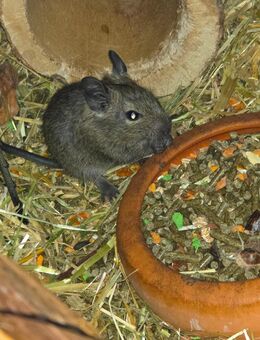 Degu-Männchen abzugeben - Lucka