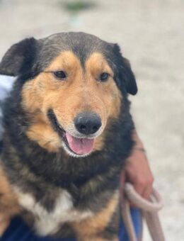 Lasse - ist ein guter Hund - Willich