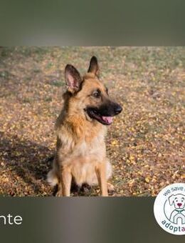 Fente: ein Juwel voller Liebe - Kirchzell