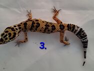Leopardgecko - Naumburg (Saale)