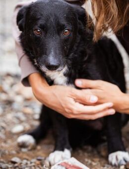 Schnuffel BOBI🩵sanft, liebevoll & treu - Hamburg