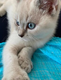BKH Kitten British Kurzhaar geimpft gechipt - Erlensee