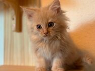 Bezaubernder reinrassiger Maine Coon Kitten Kater - Wermelskirchen