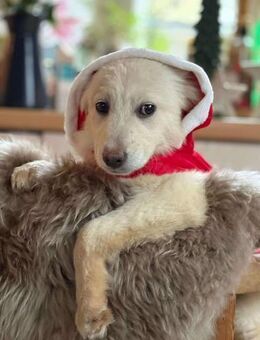 Livo sucht Liebe - Neuberg