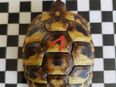 Griechische Landschildkröten NZ 22/18 , Schildkröten in 66271