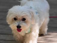 Suche kleinen Hund bis 6 kg - Berlin