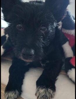 Kleine Maus 💕Sunny sucht ihr Glück - Freilassing