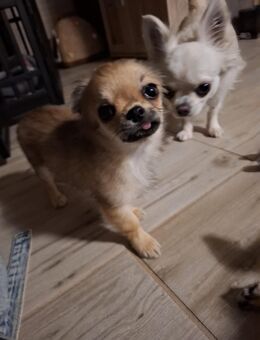 Chihuahua - Neukirchen (Erzgebirge)