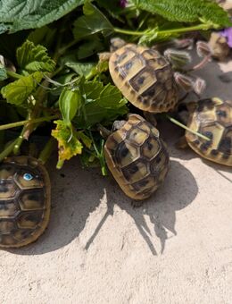 Griechische Landschildkröten - Schwendi