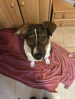 Joy sucht Traumzuhause - Ennigerloh