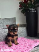 Yorkshire Terrier Hündin / Chip in 94436