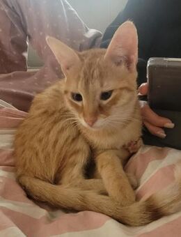 Zuckerschnute Cinnamone - Margetshöchheim