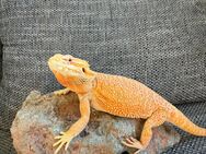 Bartagame Citrus Tiger - Bremen