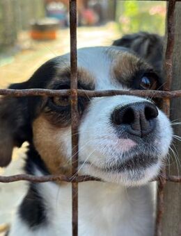 kleine Kämpferin Elsie bald auf PS Neuss - Köln