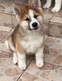 Akita Inu Welpen - Leezen (Mecklenburg-Vorpommern)