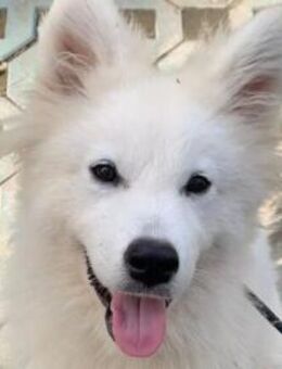 Samojedenrüde Aspen - Kierspe