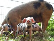 Bio Ferkel / Bunte Bentheimer Schweine - Salzkotten