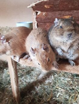 6 Männliche Degus abzugeben - Langgöns