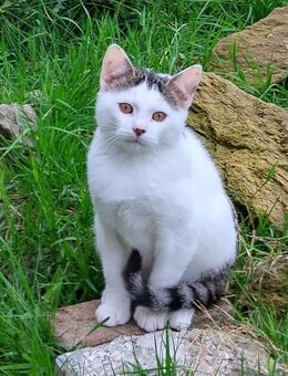 Kleiner Kater sucht neues Zuhause - Guttenberg