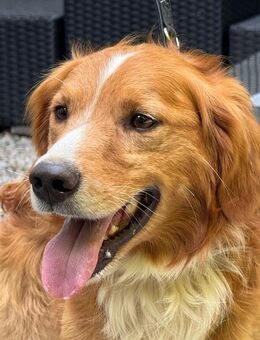 Moritz sucht seine Menschen... - Hagen (Stadt der FernUniversität)