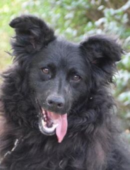 Gunnar - netter, verspielter Rüde - Lohmar