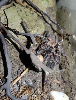 Neischnocolus sp. panama 0.1 adult - Velbert