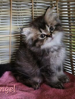 BLH Kitten mit viel Liebe aufgezogen, suchen ihr allerbestes Zuhause. - Suderburg