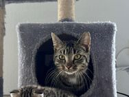 Kitten Kater - Ronnenberg