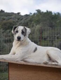 Luna sucht ein Zuhause - Florstadt