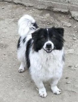 Zeno ist so sanft, schüchtern + sozial - Karben