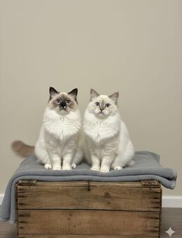 Deckkater Heilig Birma - Neuenhaus Zentrum