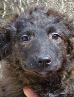 Hundekind MARLENE - Gefrees