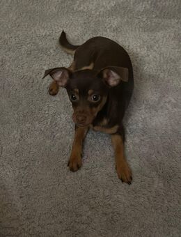Süsser Zwergpinscher - Baunatal
