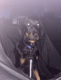 Dobermann Mix Welpe - Görlitz