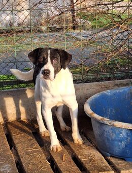 Jonathan möchte auch ein zu Hause - Fließem