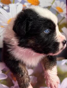 Australian Shepherd Welpen ASCA - Rehfelde
