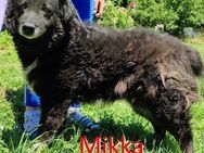 MIKKA ❤ EILIG! sucht Zuhause/Pflegestell - Langenhagen