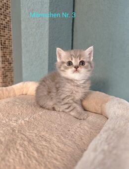 6 reinrassige Britisch Kurzhaar Kitten - Welzheim