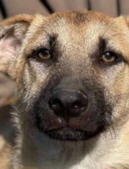 Amaro ist ein freundlicher Bub 🐾 - Elsdorf (Nordrhein-Westfalen)