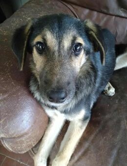 AMAYA 🐾❤️ ca.4,5 Mon., ruhig und lieb - Eichendorf
