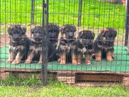 Deutscher Schäferhund Welpen - Recklinghausen